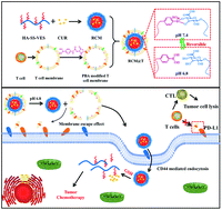 Graphical abstract: T cell membrane cloaking tumor microenvironment-responsive nanoparticles with a smart “membrane escape mechanism” for enhanced immune-chemotherapy of melanoma