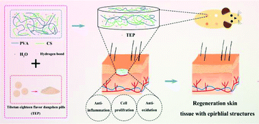 Graphical abstract: Polyvinyl alcohol/chitosan composite hydrogels with sustained release of traditional Tibetan medicine for promoting chronic diabetic wound healing