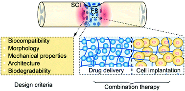 Graphical abstract: The design criteria and therapeutic strategy of functional scaffolds for spinal cord injury repair