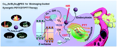 Graphical abstract: Cu2−xSe/Bi2Se3@PEG Z-scheme heterostructure: a multimode bioimaging guided theranostic agent with enhanced photo/chemodynamic and photothermal therapy