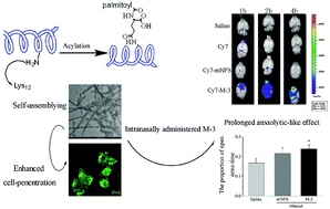 Graphical abstract: Self-assembling modified neuropeptide S enhances nose-to-brain penetration and exerts a prolonged anxiolytic-like effect