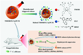 Graphical abstract: A photo-triggered antifungal nanoplatform with efflux pump and heat shock protein reversal activity for enhanced chemo-photothermal synergistic therapy
