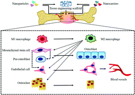 Graphical abstract: Application of nanoparticles in bone tissue engineering; a review on the molecular mechanisms driving osteogenesis