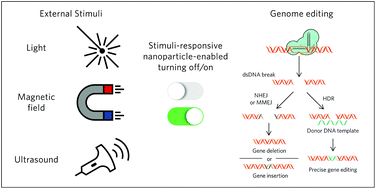Graphical abstract: External stimuli-responsive nanoparticles for spatially and temporally controlled delivery of CRISPR–Cas genome editors