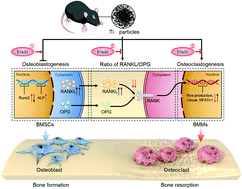 Graphical abstract: Irisin recouples osteogenesis and osteoclastogenesis to protect wear-particle-induced osteolysis by suppressing oxidative stress and RANKL production