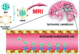 Graphical abstract: A neutrophil-mimetic magnetic nanoprobe for molecular magnetic resonance imaging of stroke-induced neuroinflammation