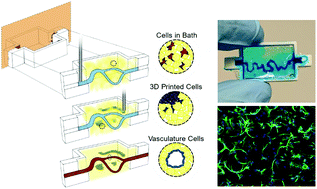 Graphical abstract: Heterotypic tumor models through freeform printing into photostabilized granular microgels