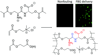 Graphical abstract: Synthesis of a zwitterionic N-Ser–Ser-C dimethacrylate cross-linker and evaluation in polyampholyte hydrogels