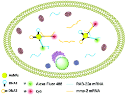 Graphical abstract: A fluorescence nanoprobe for detecting the effect of different oxygen and nutrient conditions on breast cancer cells’ migration and invasion