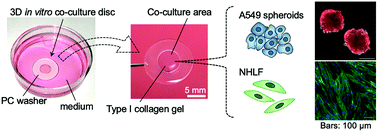 Graphical abstract: 3D in vitro co-culture disc for spatiotemporal image analysis of cancer–stromal cell interaction