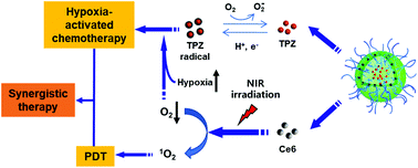 Graphical abstract: A light and hypoxia-activated nanodrug for cascade photodynamic-chemo cancer therapy