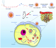 Graphical abstract: Cyclo-γ-polyglutamic acid-coated dual-responsive nanomicelles loaded with doxorubicin for synergistic chemo-photodynamic therapy