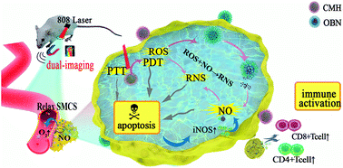 Graphical abstract: A NO/ROS/RNS cascaded-releasing nano-platform for gas/PDT/PTT/immunotherapy of tumors