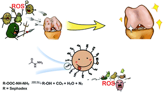 Graphical abstract: Carbazate-modified cross-linked dextran microparticles suppress the progression of osteoarthritis by ROS scavenging