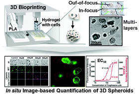 Graphical abstract: A 3D cell printing-fabricated HepG2 liver spheroid model for high-content in situ quantification of drug-induced liver toxicity