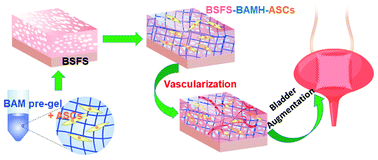 Graphical abstract: Bi-layer silk fibroin skeleton and bladder acellular matrix hydrogel encapsulating adipose-derived stem cells for bladder reconstruction