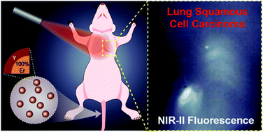 Graphical abstract: A novel lanthanide-based NIR-II nanoprobe for lung squamous cell carcinoma identification