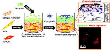 Graphical abstract: Dynamic analysis of Porphyromonas gingivalis invasion into blood capillaries during the infection process in host tissues using a vascularized three-dimensional human gingival model
