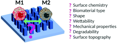 Graphical abstract: The role of biomaterials and scaffolds in immune responses in regenerative medicine: macrophage phenotype modulation by biomaterial properties and scaffold architectures