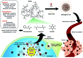 Graphical abstract: In vivo metabolizable branched poly(ester amide) based on inositol and amino acids as a drug nanocarrier for cancer therapy