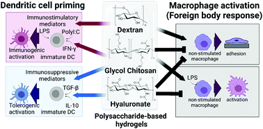 Graphical abstract: The effect of polysaccharide-based hydrogels on the response of antigen-presenting cell lines to immunomodulators