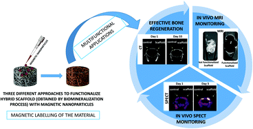 Graphical abstract: Magnetic and radio-labeled bio-hybrid scaffolds to promote and track in vivo the progress of bone regeneration