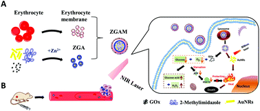 Graphical abstract: Glucose oxidase-mediated tumor starvation therapy combined with photothermal therapy for colon cancer