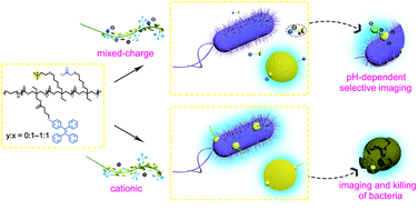 Graphical abstract: Antibacterial AIE polycarbonates endowed with selective imaging capabilities by adjusting the electrostaticity of the mixed-charge backbone