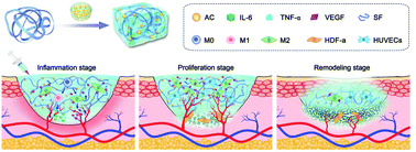 Graphical abstract: Asiaticoside-laden silk nanofiber hydrogels to regulate inflammation and angiogenesis for scarless skin regeneration