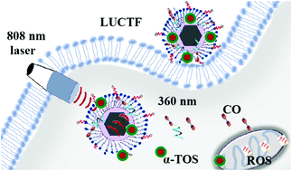 Graphical abstract: Vitamin E-facilitated carbon monoxide pro-drug nanomedicine for efficient light-responsive combination cancer therapy