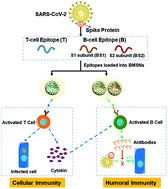 Graphical abstract: A peptide-based subunit candidate vaccine against SARS-CoV-2 delivered by biodegradable mesoporous silica nanoparticles induced high humoral and cellular immunity in mice