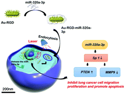 Graphical abstract: Delivery of miR-320a-3p by gold nanoparticles combined with photothermal therapy for directly targeting Sp1 in lung cancer