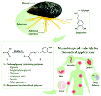 Graphical abstract: Recent developments in mussel-inspired materials for biomedical applications