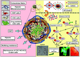 Graphical abstract: Delivery of gefitinib in synergism with thymoquinone via transferrin-conjugated nanoparticle sensitizes gefitinib-resistant non-small cell lung carcinoma to control metastasis and stemness