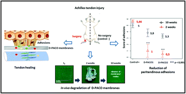 Graphical abstract: Preliminary in vivo study of biodegradable PLA–PEU–PLA anti-adhesion membranes in a rat Achilles tendon model of peritendinous adhesions