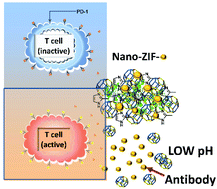 Graphical abstract: Immunotherapy of tumors by tailored nano-zeolitic imidazolate framework protected biopharmaceuticals