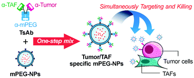 Graphical abstract: A novel anti-tumor/anti-tumor-associated fibroblast/anti-mPEG tri-specific antibody to maximize the efficacy of mPEGylated nanomedicines against fibroblast-rich solid tumor