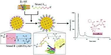 Graphical abstract: Two-point immobilization of a conformation-specific beta2-adrenoceptor for recognizing the receptor agonists or antagonists inspired by binding-induced DNA assembly