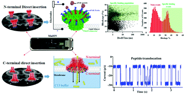 Graphical abstract: Macromolecule sensing and tumor biomarker detection by harnessing terminal size and hydrophobicity of viral DNA packaging motor channels into membranes and flow cells