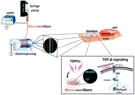 Graphical abstract: Bioinspired bimodal micro-nanofibrous scaffolds promote the tenogenic differentiation of tendon stem/progenitor cells for achilles tendon regeneration