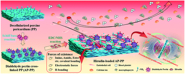 Graphical abstract: Dialdehyde pectin-crosslinked and hirudin-loaded decellularized porcine pericardium with improved matrix stability, enhanced anti-calcification and anticoagulant for bioprosthetic heart valves