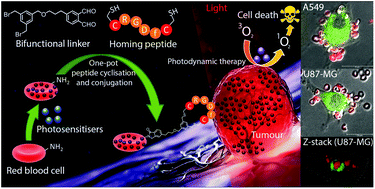 Graphical abstract: One-pot peptide cyclisation and surface modification of photosensitiser-loaded red blood cells for targeted photodynamic therapy