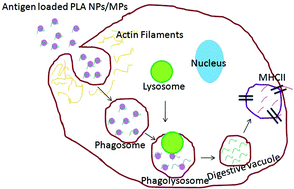 Graphical abstract: Cellular uptake of polylactide particles induces size dependent cytoskeletal remodeling in antigen presenting cells