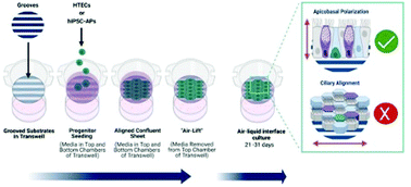 Graphical abstract: Planar organization of airway epithelial cell morphology using hydrogel grooves during ciliogenesis fails to induce ciliary alignment