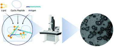 Graphical abstract: Physical mixture of a cyclic lipopeptide vaccine induced high titres of opsonic IgG antibodies against group A streptococcus