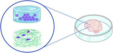 Graphical abstract: Biomaterials-based strategies for in vitro neural models