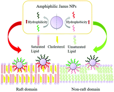 Graphical abstract: Designing amphiphilic Janus nanoparticles with tunable lipid raft affinity via molecular dynamics simulation