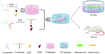 Graphical abstract: XT-type DNA hydrogels loaded with VEGF and NGF promote peripheral nerve regeneration via a biphasic release profile