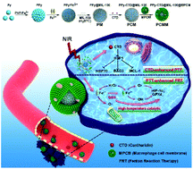 Graphical abstract: Cantharidin-loaded biomimetic MOF nanoparticle cascade to enhance the Fenton reaction based on amplified photothermal therapy