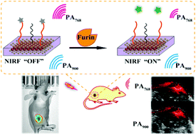 Graphical abstract: Fluorescence and ratiometric photoacoustic imaging of endogenous furin activity via peptide functionalized MoS2 nanosheets